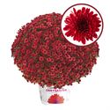 Bild von Bolchrysant  P19 geen kleur Red